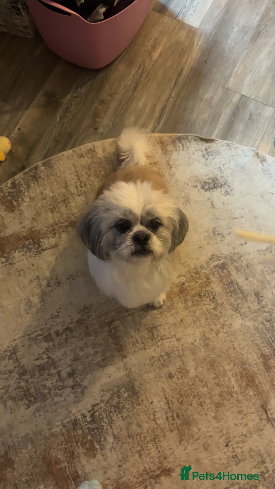 Mixed Breed dogs for stud: Mixed breed shih tzu/lassa- (Free)   - Advert 2