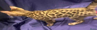 Bengal Kitten 3