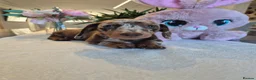Miniature Dachshund dogs for sale: Beautiful Miniature Dachshund Ready to leave!♥️💙 - Advert 14