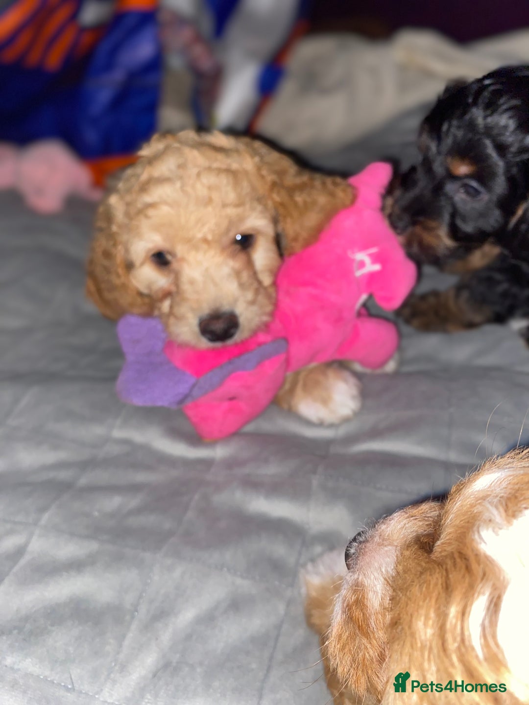 Cockapoo dogs for sale: ADD UPTO DATEREAD IN FULL  - Advert 26