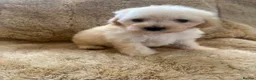 Poochon dogs for sale: F1 poochons puppy’s READY NOW - Advert 6