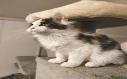 Maine Coon cats for sale: GCCF registered Maine Coon - Image 5