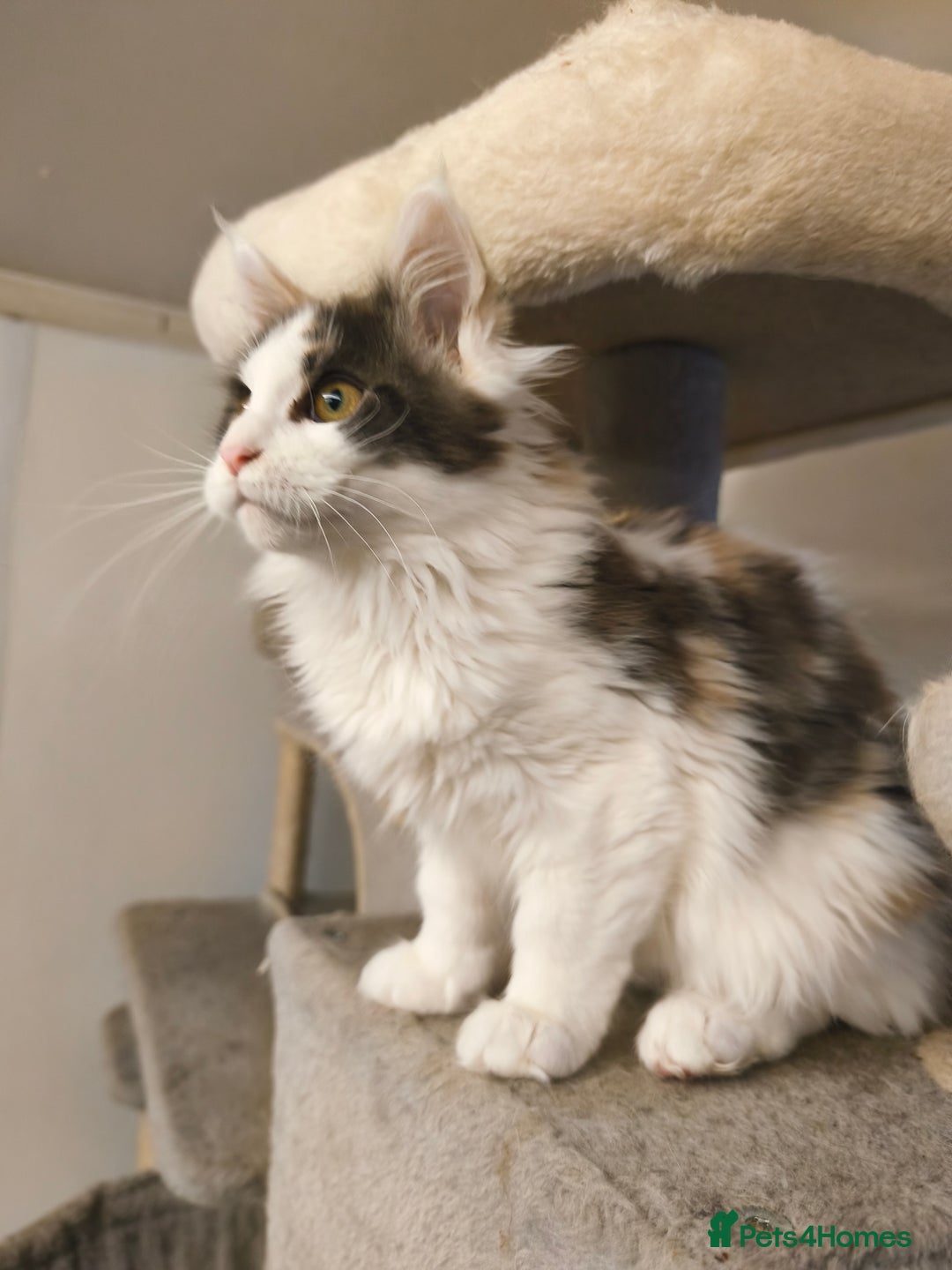 Maine Coon cats for sale: GCCF registered Maine Coon - Image 5