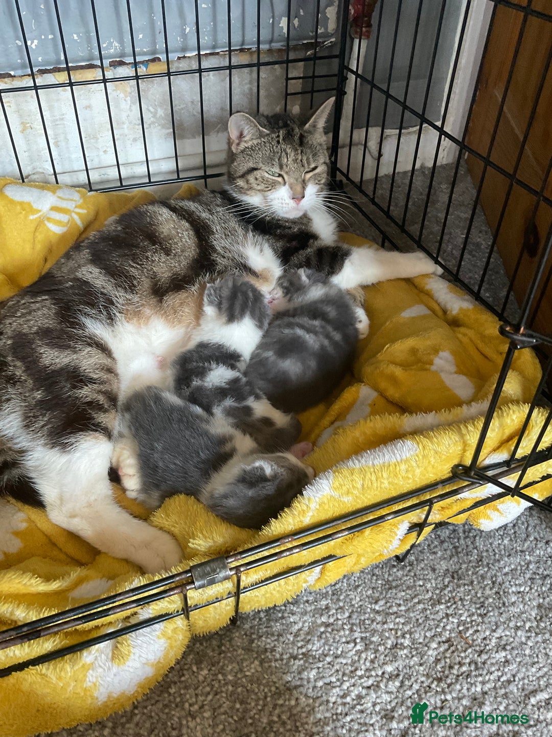 Mixed Breed cats for sale: I’ve been let down and now looking for home - Image 5