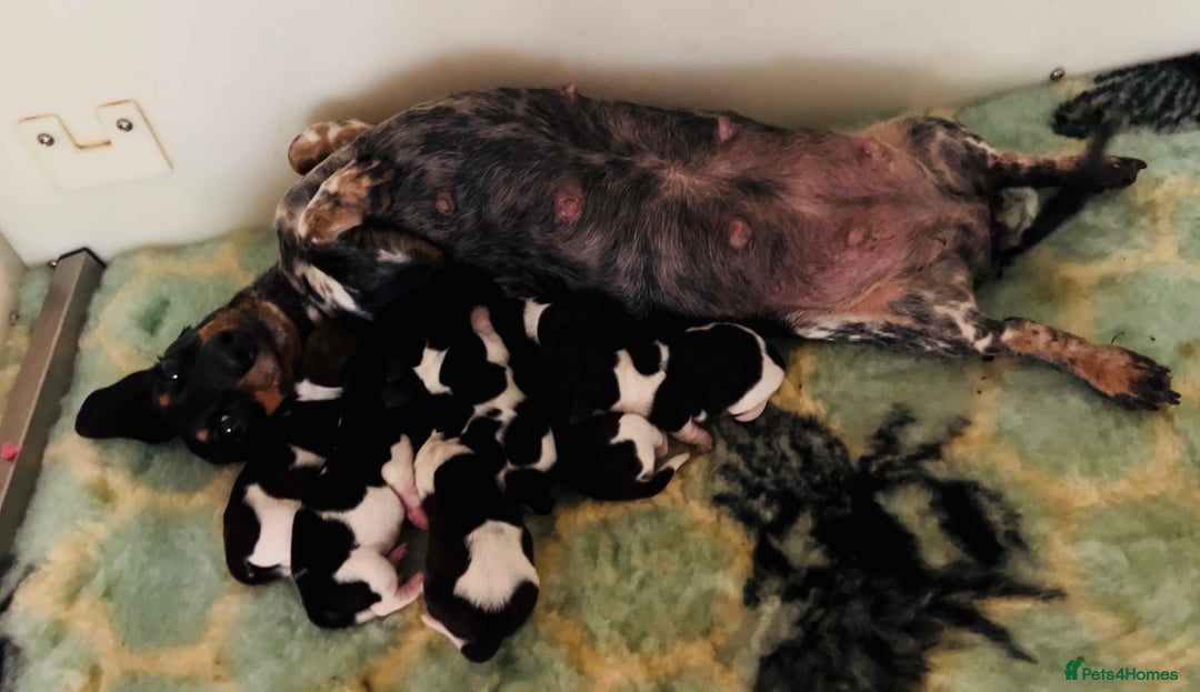 Miniature Dachshund dogs for sale: RUSSIAN PEDIGREE PIEBALD MINIATURE DACHSHUNDS - Advert 10