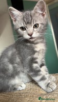 British Shorthair cats 2 blue British shorthair kittens - Advert 10