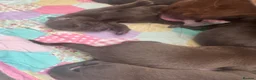 Labrador Retriever dogs for sale: Chunky chocolate Labrador puppies  - Advert 18