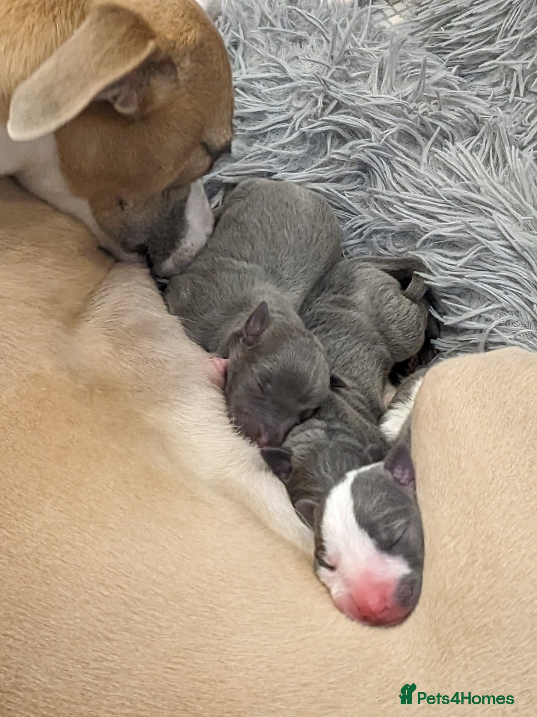 Whippet dogs for sale: Litter of 3 beautiful KC Whippets, Sheffield  - Advert 2