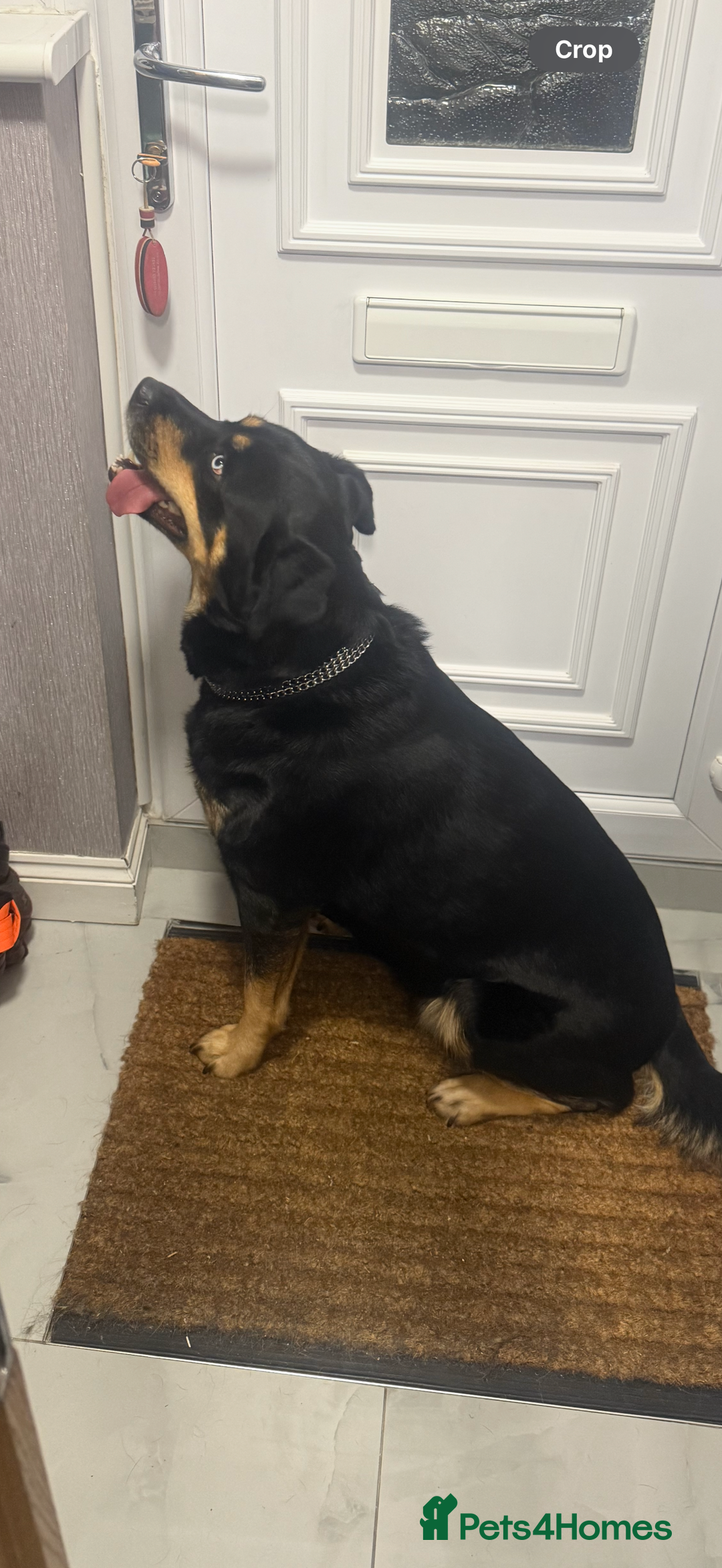 Mixed Breed dogs for sale: Husky x Rottweiler  - Advert 1