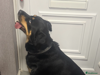 Mixed Breed dogs Husky x Rottweiler - Advert 18