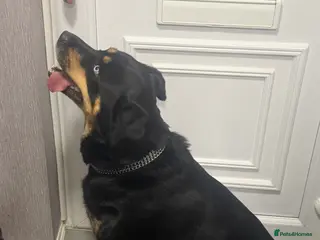 Mixed Breed dogs Husky x Rottweiler - Advert 10