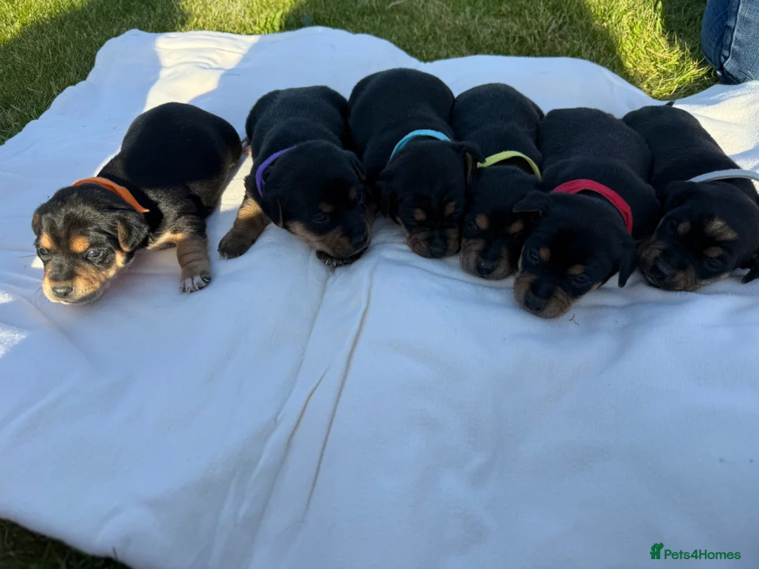 Jack Russell dogs for sale: Beautiful Black & Tan Jack Russell - Advert 1