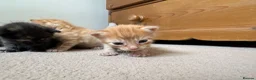 Mixed Breed cats for sale: Litter of 5 kittens  in Eye - Advert 10