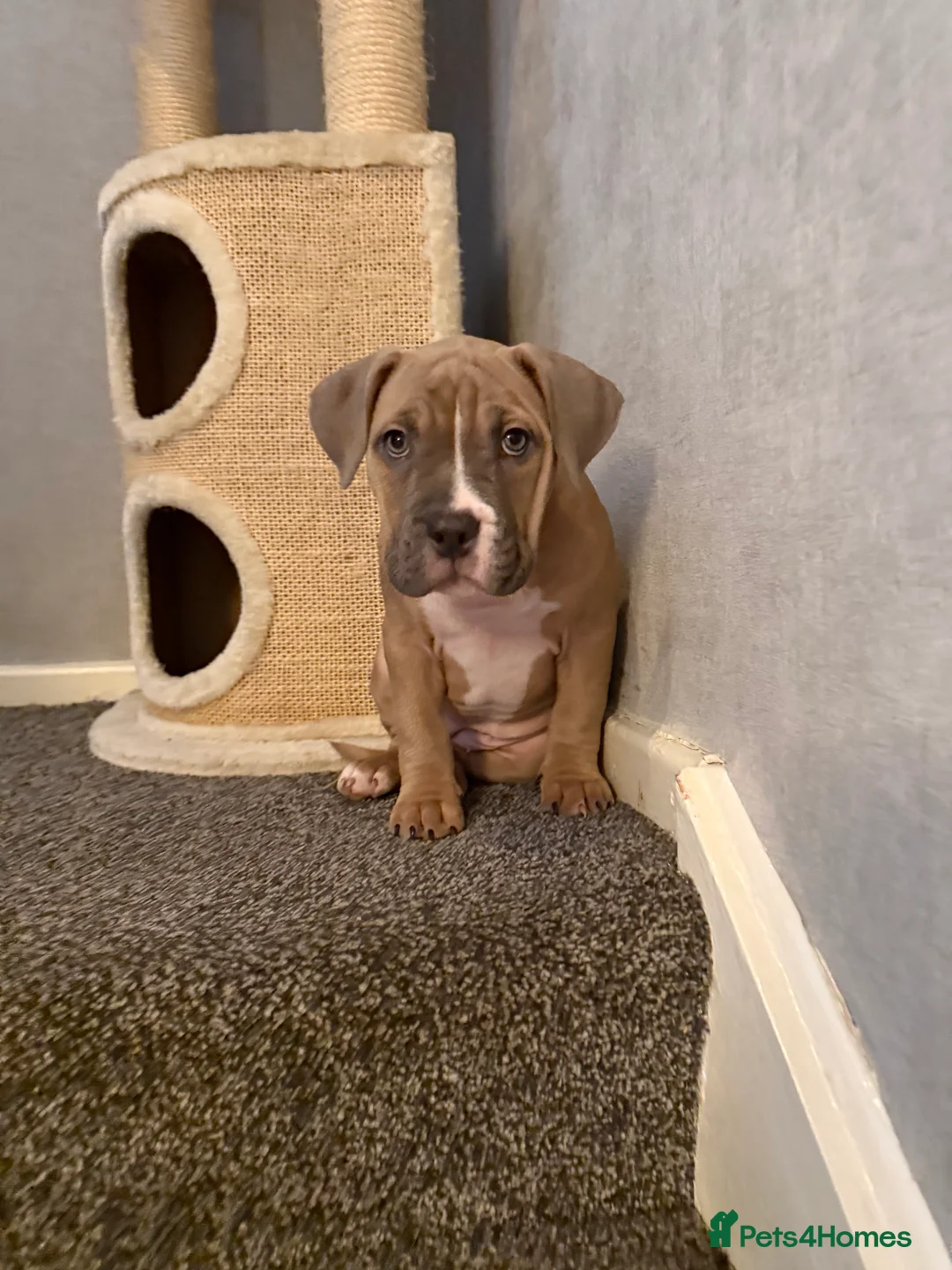 Mixed Breed dogs for sale: Pocket Bully / American Bully - Advert 16