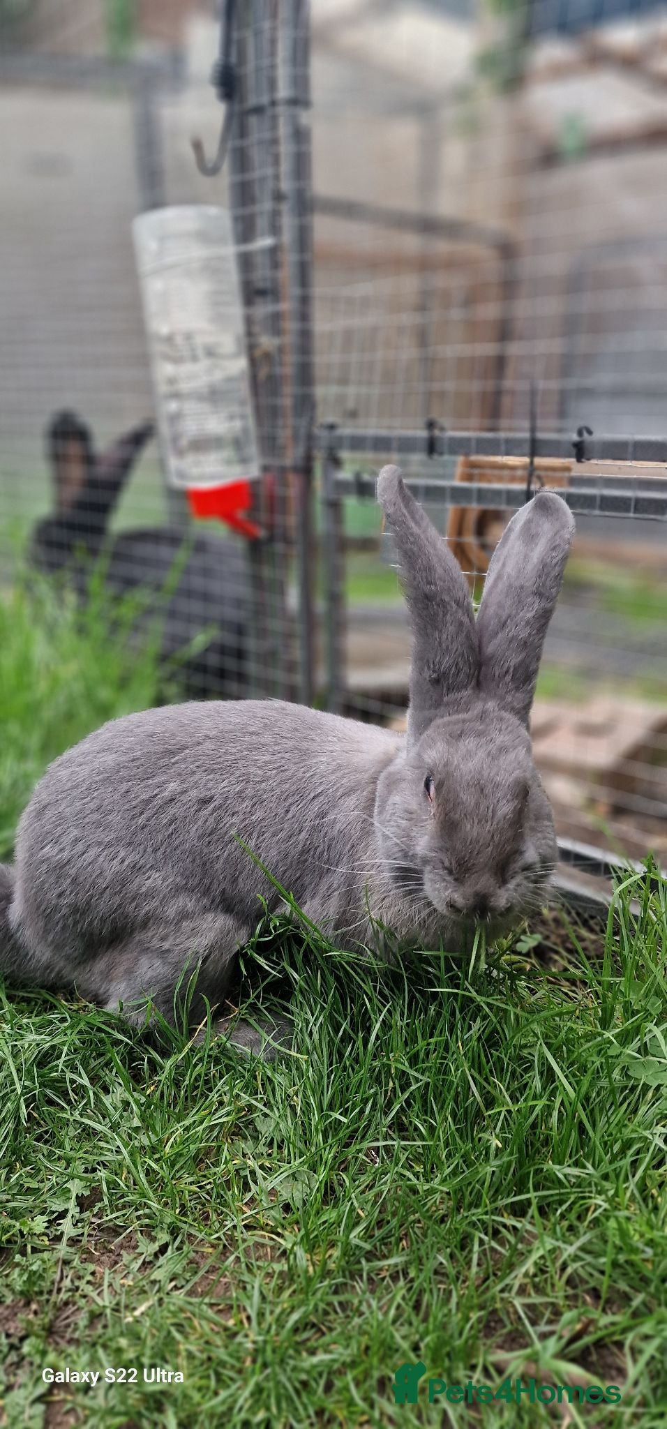 Continental Giant rabbits Pure Blue Male Continental Giant  - Advert 2