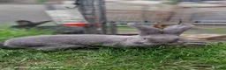 Continental Giant rabbits for sale: Pure Blue Male Continental Giant  - Advert 1