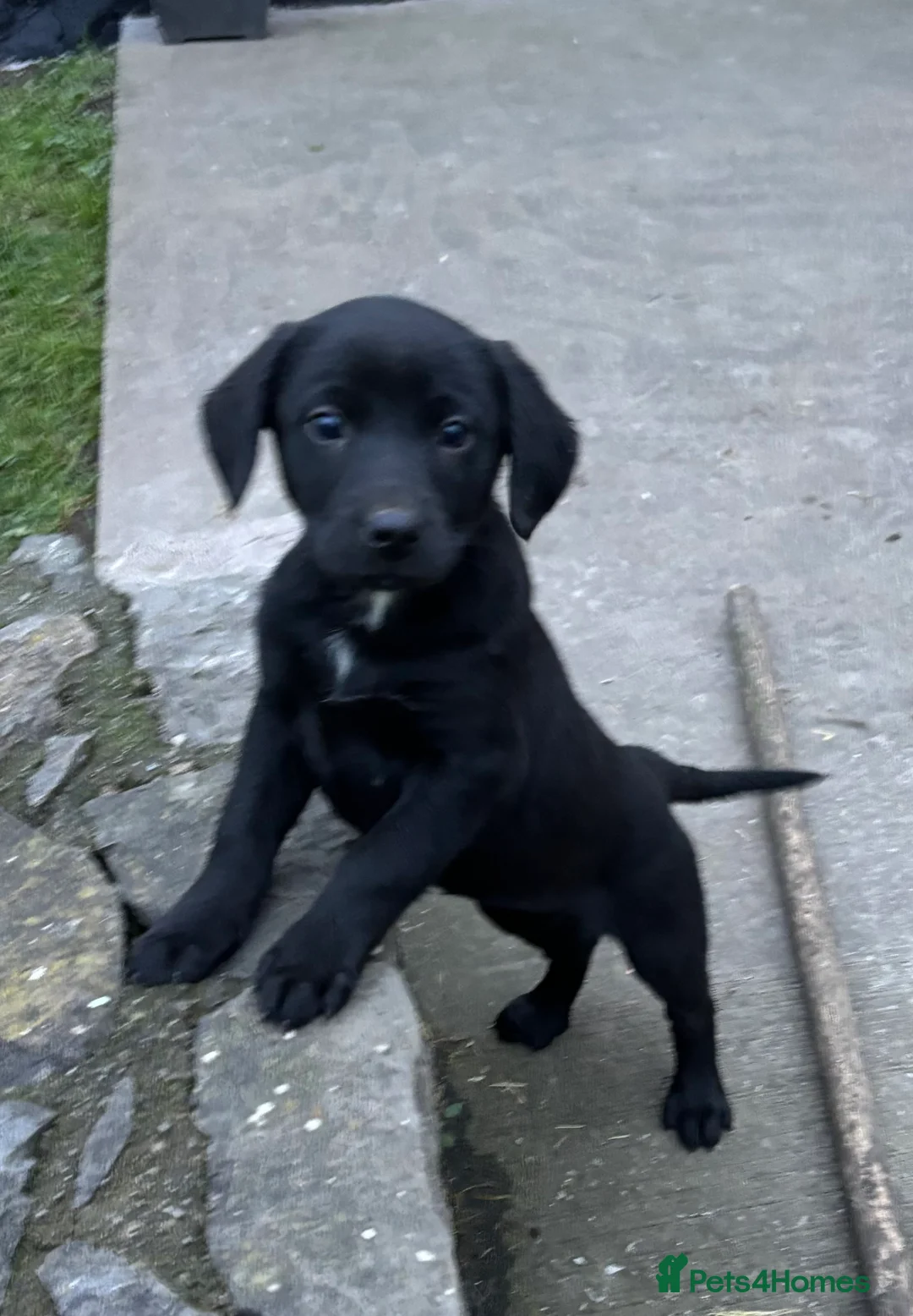 Borador dogs for sale: Gorgeous puppies - Advert 3