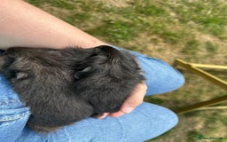 Guinea Pig rodents for sale: Handsome Swiss boars  - Image 6