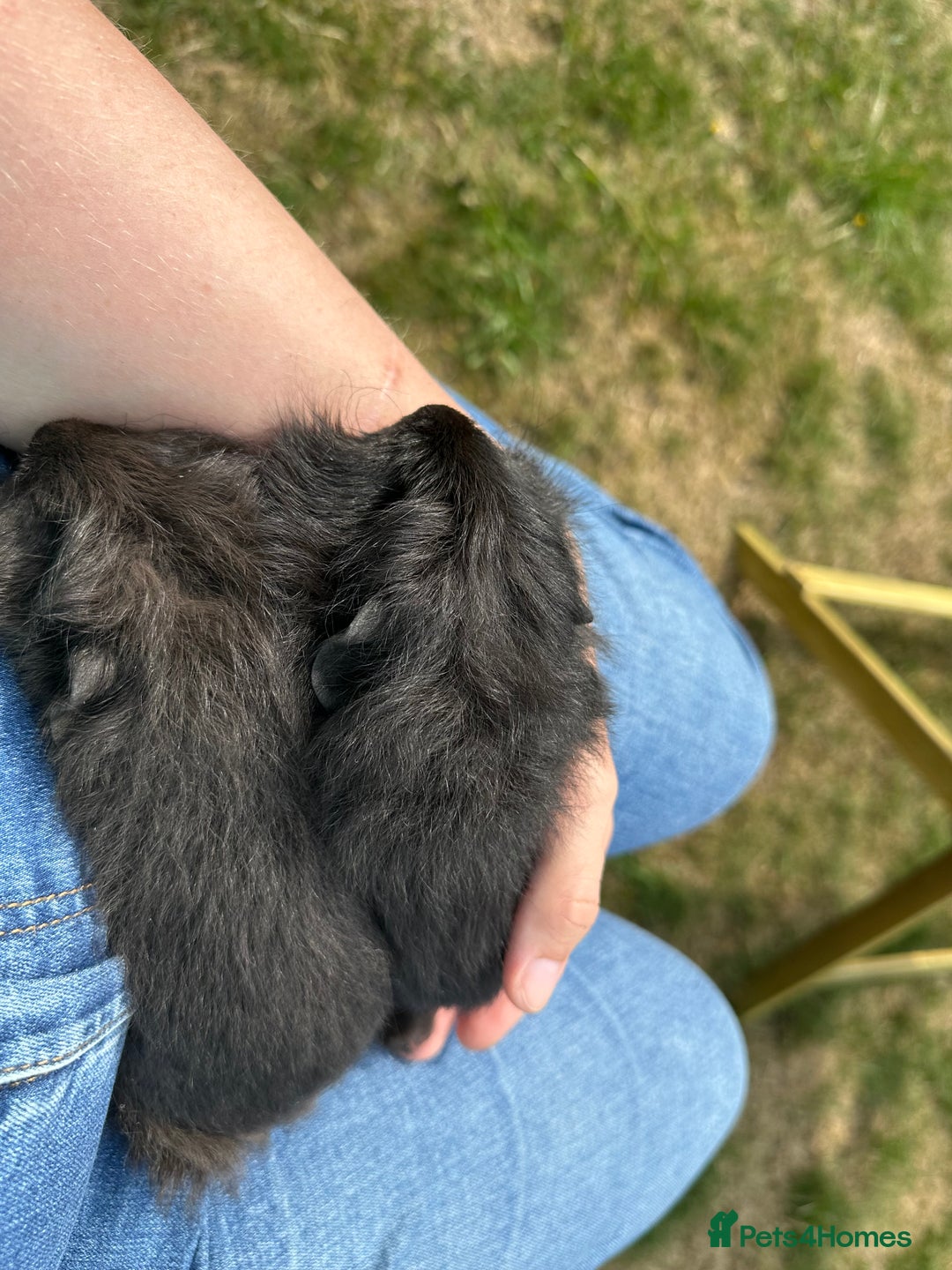 Guinea Pig rodents for sale: Handsome Swiss boars  - Image 6