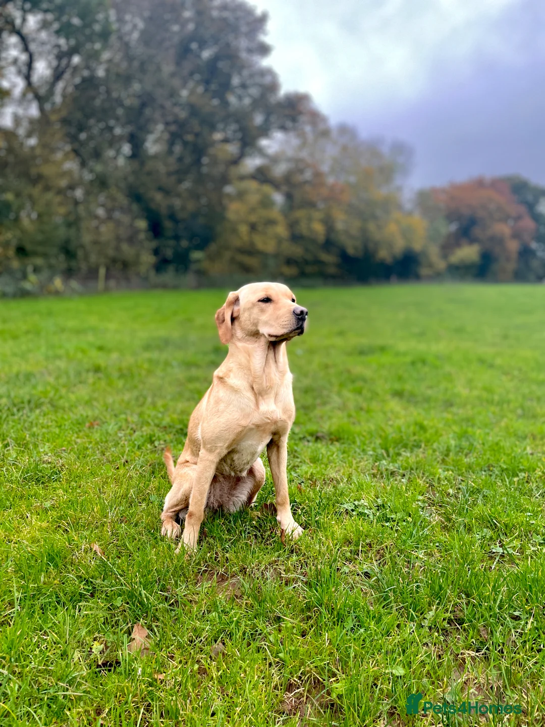 Labrador Retriever dogs for sale: Stunning yellow working Labrador boys in Bristol - Advert 2