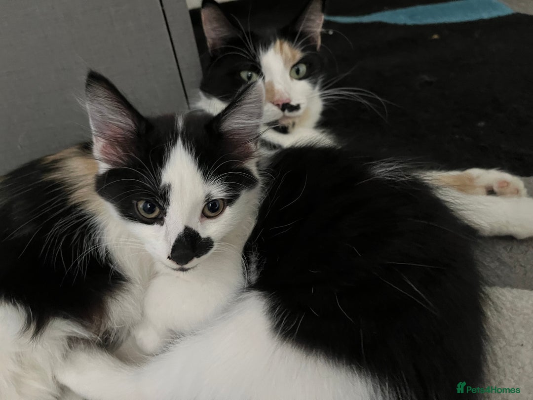 Mixed Breed cats for sale: Kittens for sale  - Image 7
