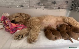 Shihpoo dogs for sale: 🐾 Toy Poodle x Shihpoo Puppies for Sale - Image 23