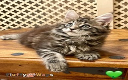 Maine Coon cats for sale: 🐾🦁 *TICA* MAINE COON KITTENS 🧬 DNA CLEAR 🦁🐾 - Image 7