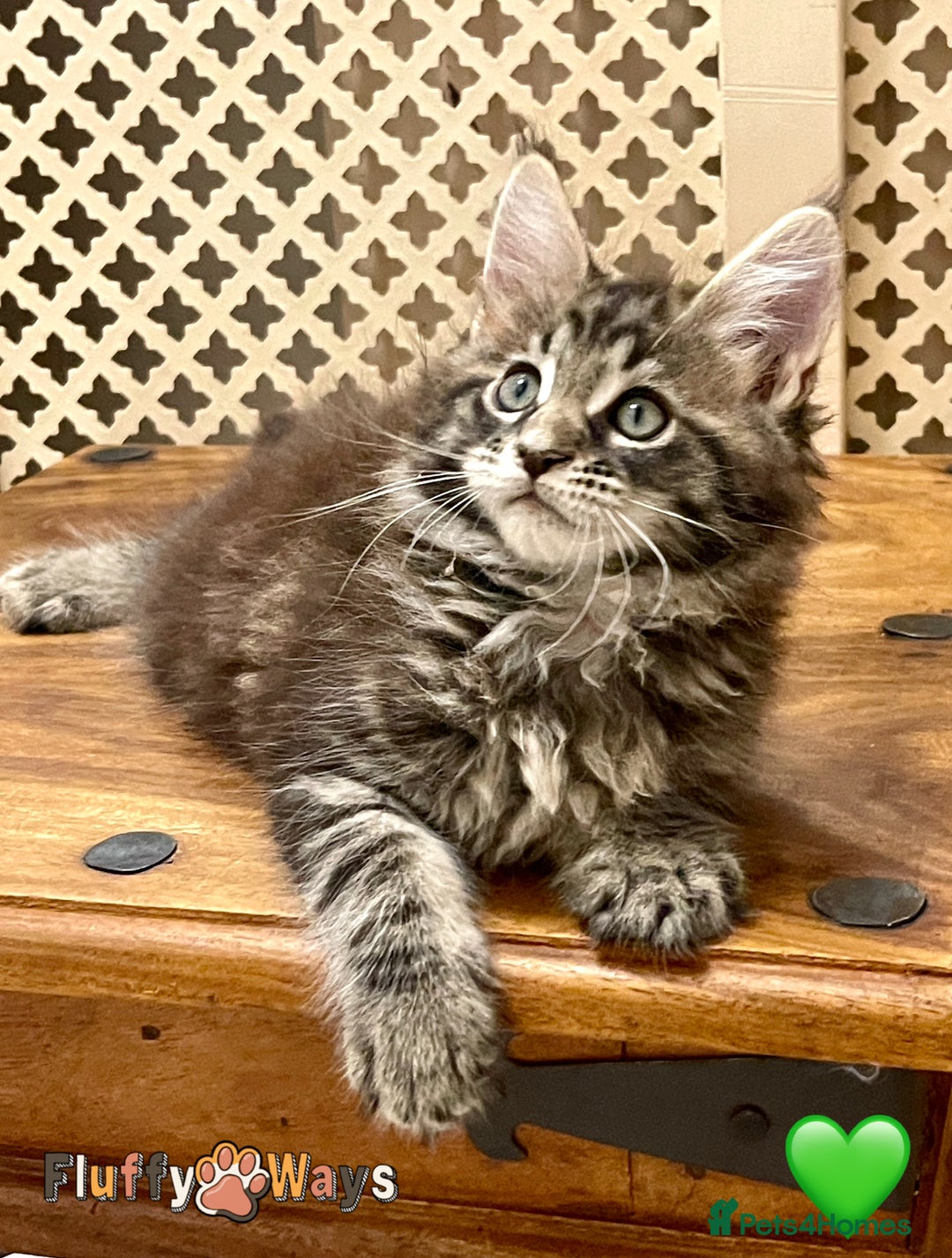Maine Coon cats for sale: 🐾🦁 *TICA* MAINE COON KITTENS 🧬 DNA CLEAR 🦁🐾 - Image 7