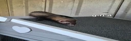 Ferret rodents for sale: 7 beautiful kits for sale  - Advert 7