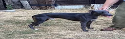 Whippet dogs for stud: Blue KC Whippet at Stud - Advert 2