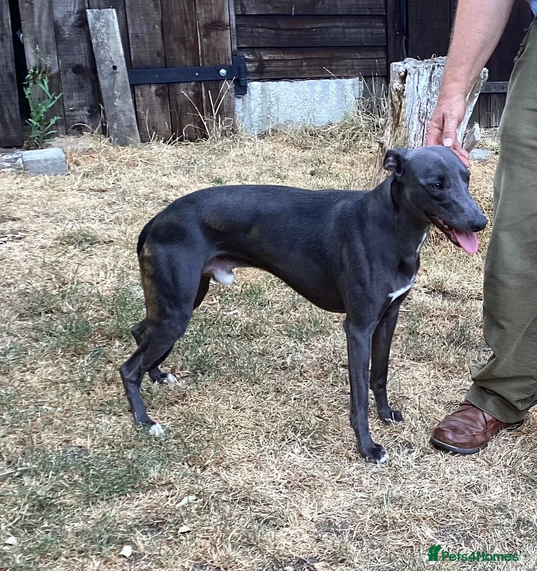 Whippet dogs for stud: Blue KC Whippet at Stud - Advert 2