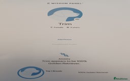 Golden Retriever dogs for sale: ⭐ DARK golden retriever puppies 🐶  - Image 8