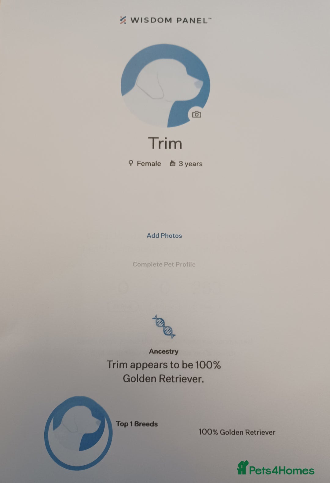 Golden Retriever dogs for sale: ⭐ DARK golden retriever puppies 🐶  - Image 8