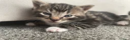 Mixed Breed cats for sale: Loving kittens for sale  - Advert 4
