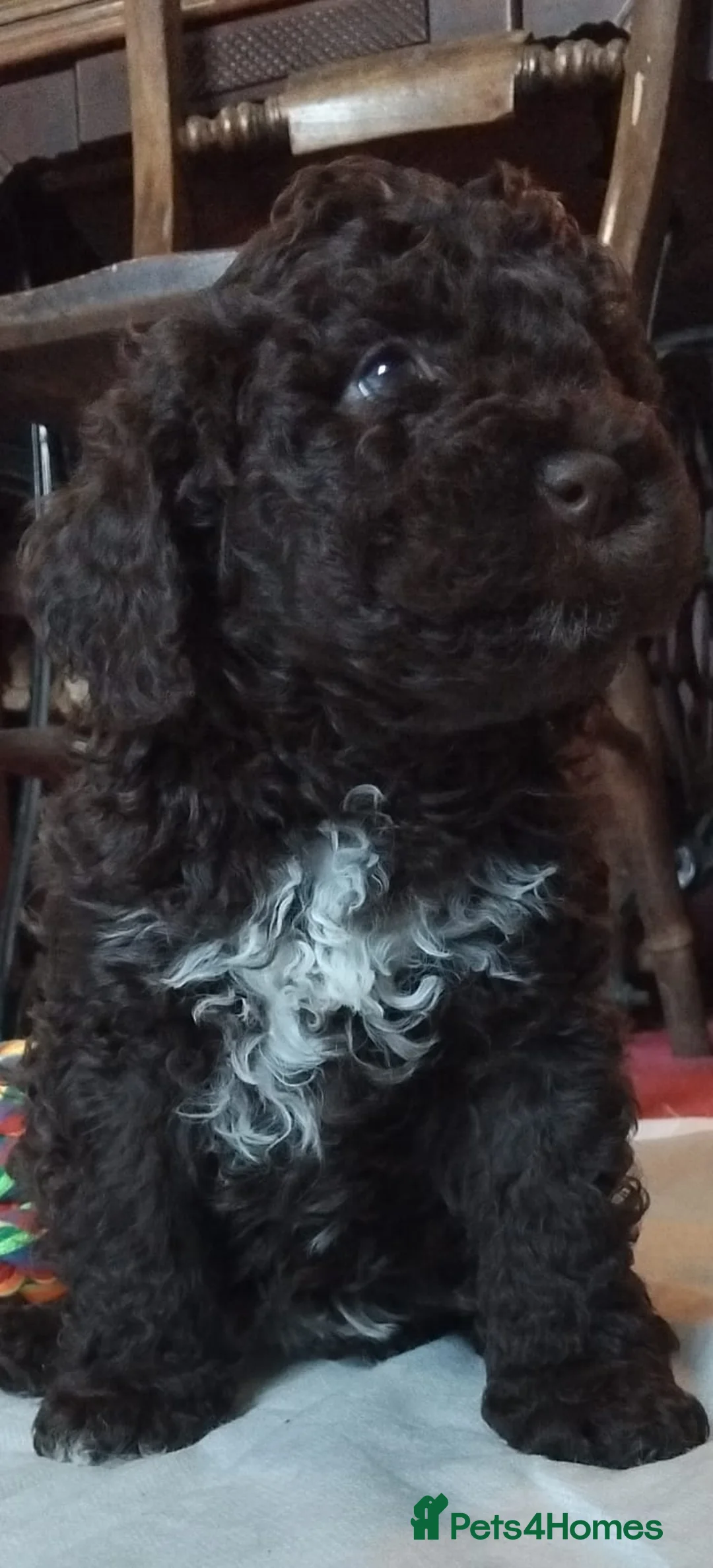 Lagotto Romagnolo dogs for stud: Kc reg proven dna tested lagotto  for stud £700 in Belper - Advert 6