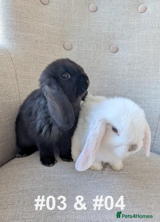 Mini Lop rabbits Exceptional Mini-Lops. Collect: Mon 7th September - Advert 1