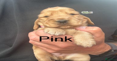Cocker Spaniel dogs - Advert 8