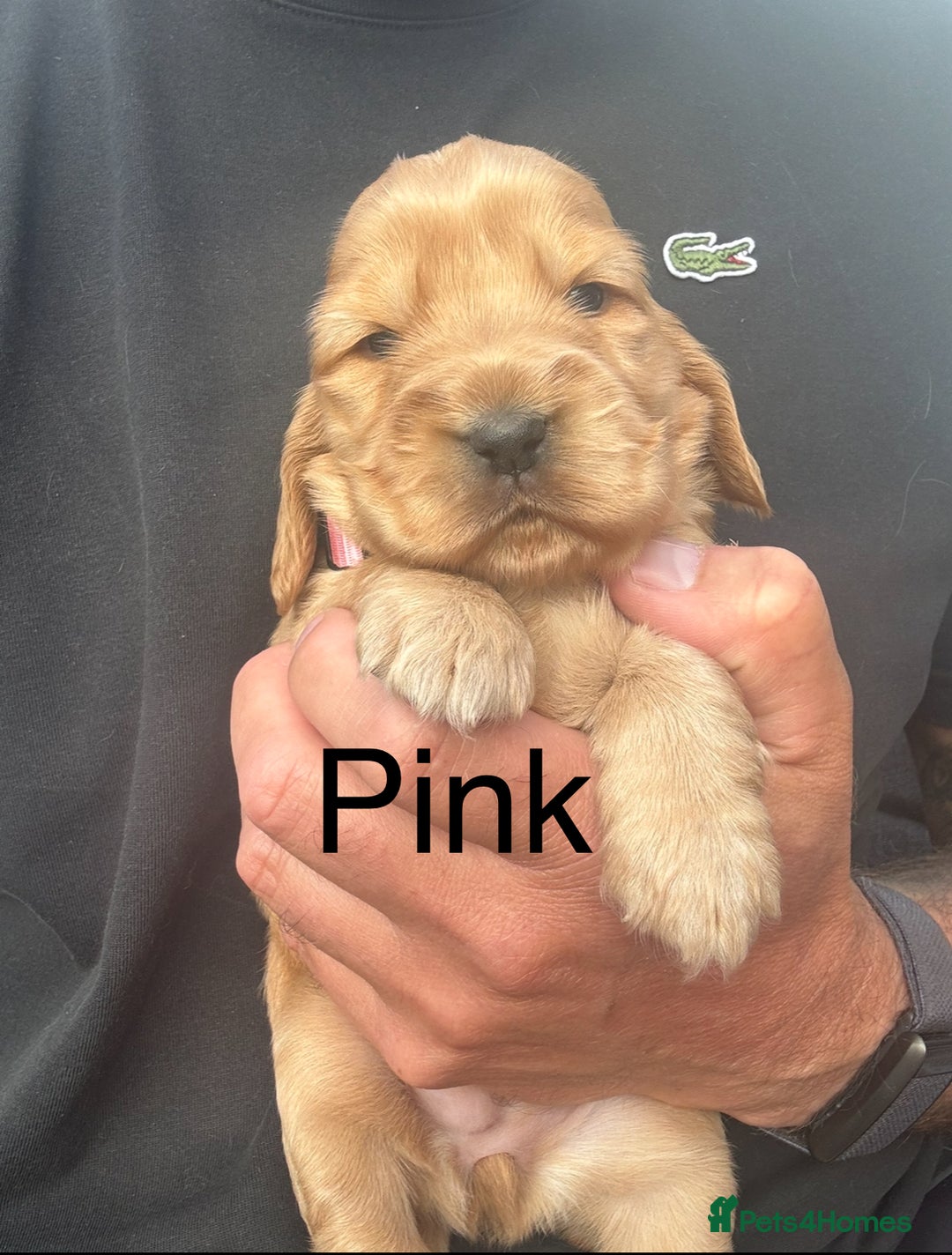 Cocker Spaniel dogs for sale: KC Reg show Type Cocker Spaniels VILLASPANIOL sire - Image 4