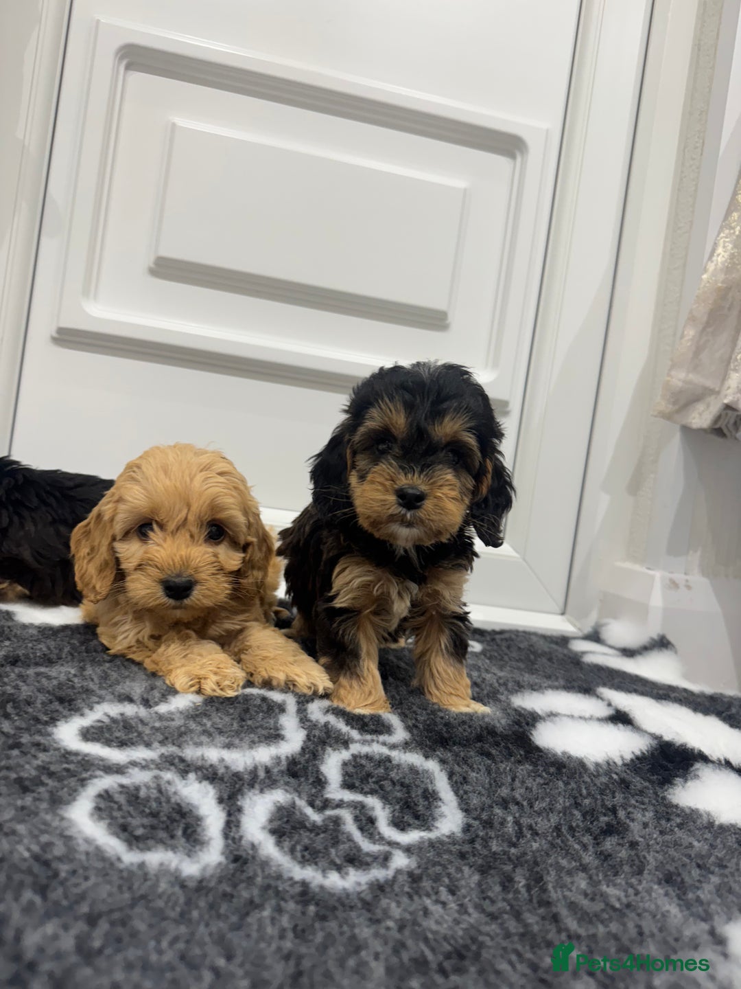 Cockapoo dogs for sale: F1 pra clear Cockapoos(council lincesed breeder) - Advert 3