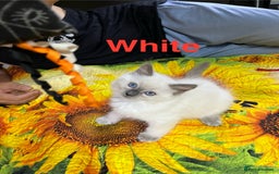 Ragdoll cats for sale: 🐈❤️5 Pure Ragdolls Waiting for Loving Family❗️❤️ - Image 4