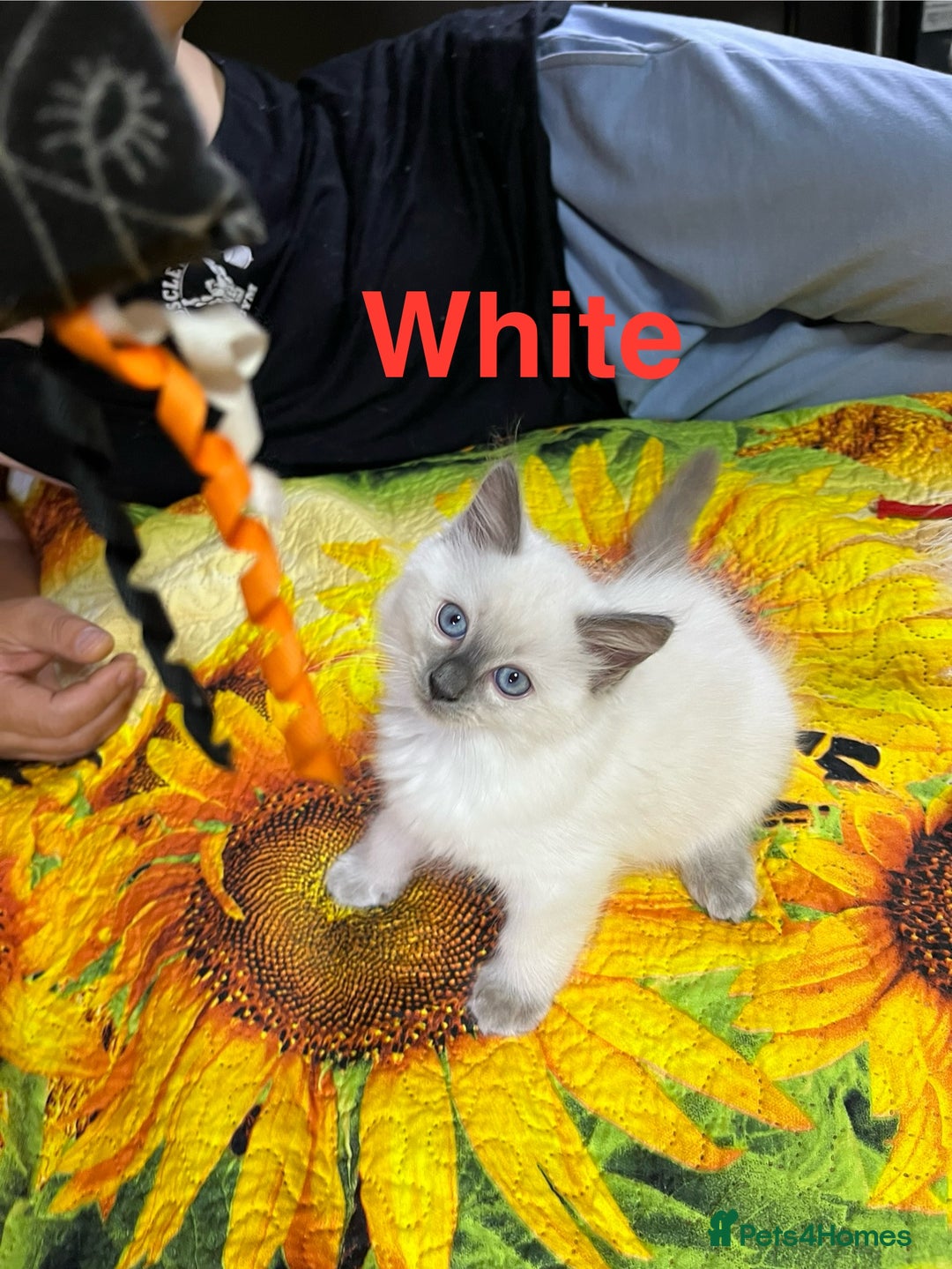 Ragdoll cats for sale: 🐈❤️5 Pure Ragdolls Waiting for Loving Family❗️❤️ - Image 4