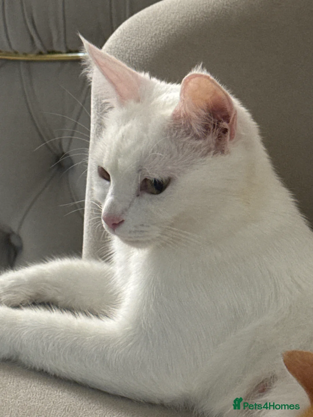Mixed Breed cats for sale: Kitten for sale - Advert 1