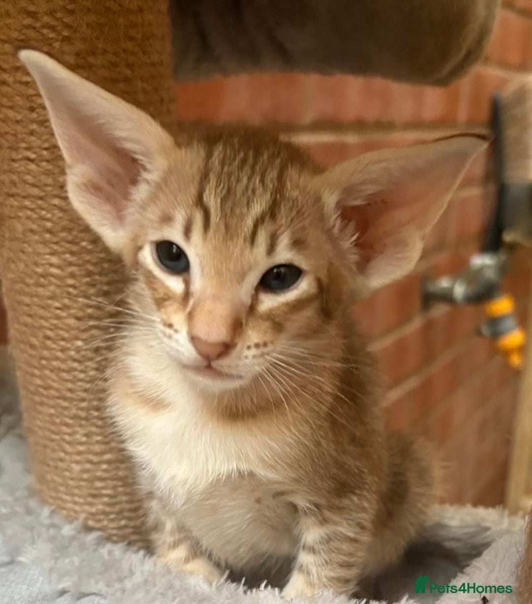 Oriental cats for sale: GCCF Oriental - Image 12