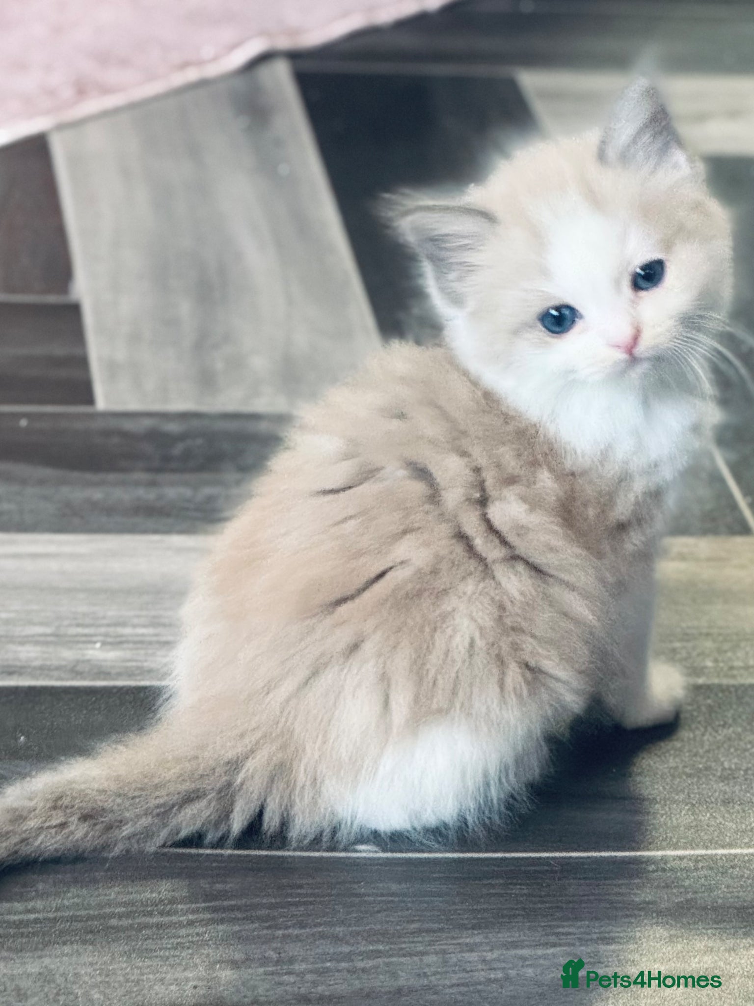 Ragdoll cats Cherubim ragdoll  - Advert 1