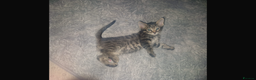 Savannah cats for sale: Savannah Cross Kittens - Advert 7