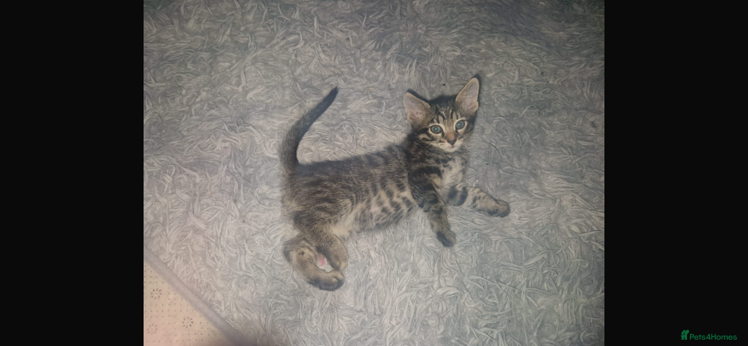 Savannah cats for sale: Savannah Cross Kittens - Advert 7