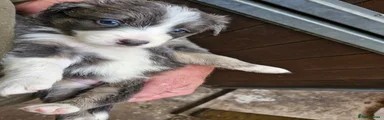 Border Collie 7