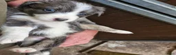 Border Collie dogs for sale: Border Collie Pups - Advert 9