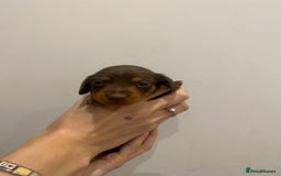 Miniature Dachshund dogs for sale: Pra clear miniature dachshunds - Image 5