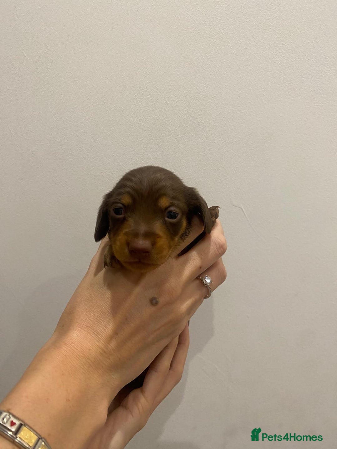 Miniature Dachshund dogs for sale: Pra clear miniature dachshunds - Image 5